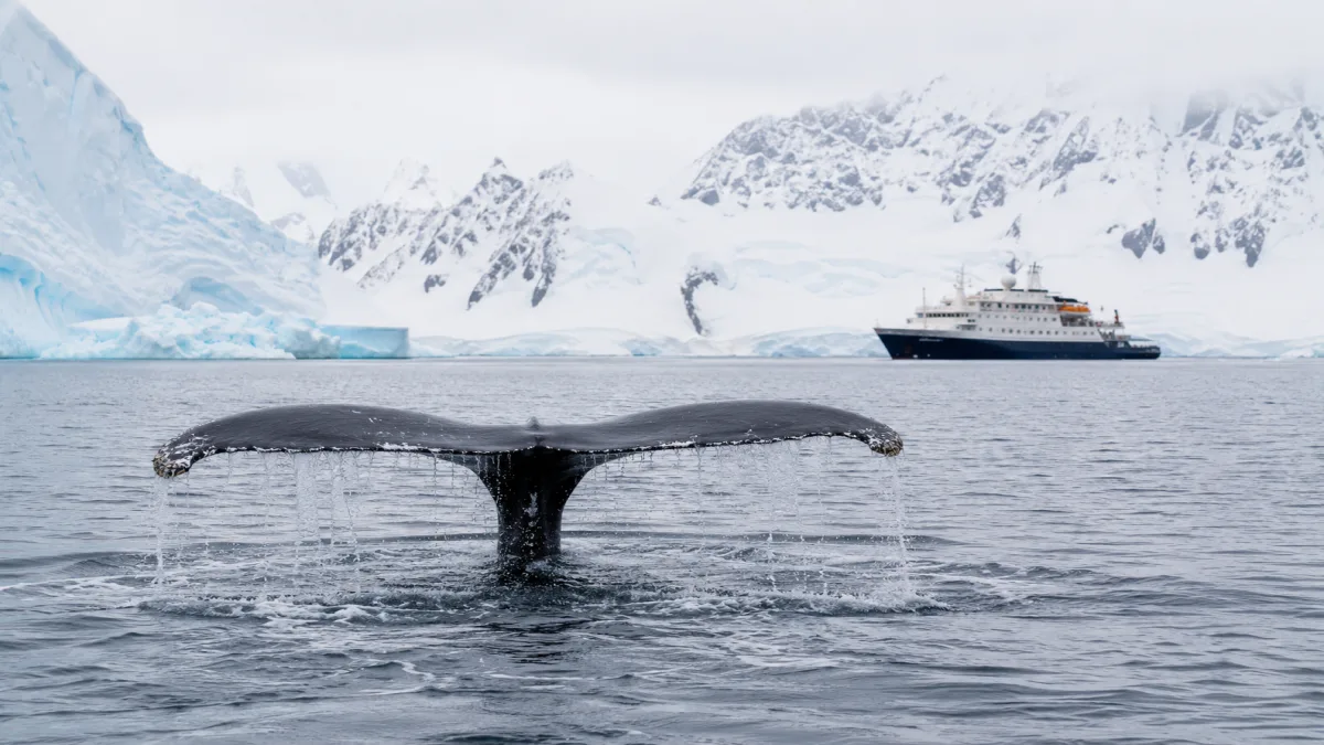 Cola de ballena jorobada emergiendo junto a una zodiac en aguas antárticas