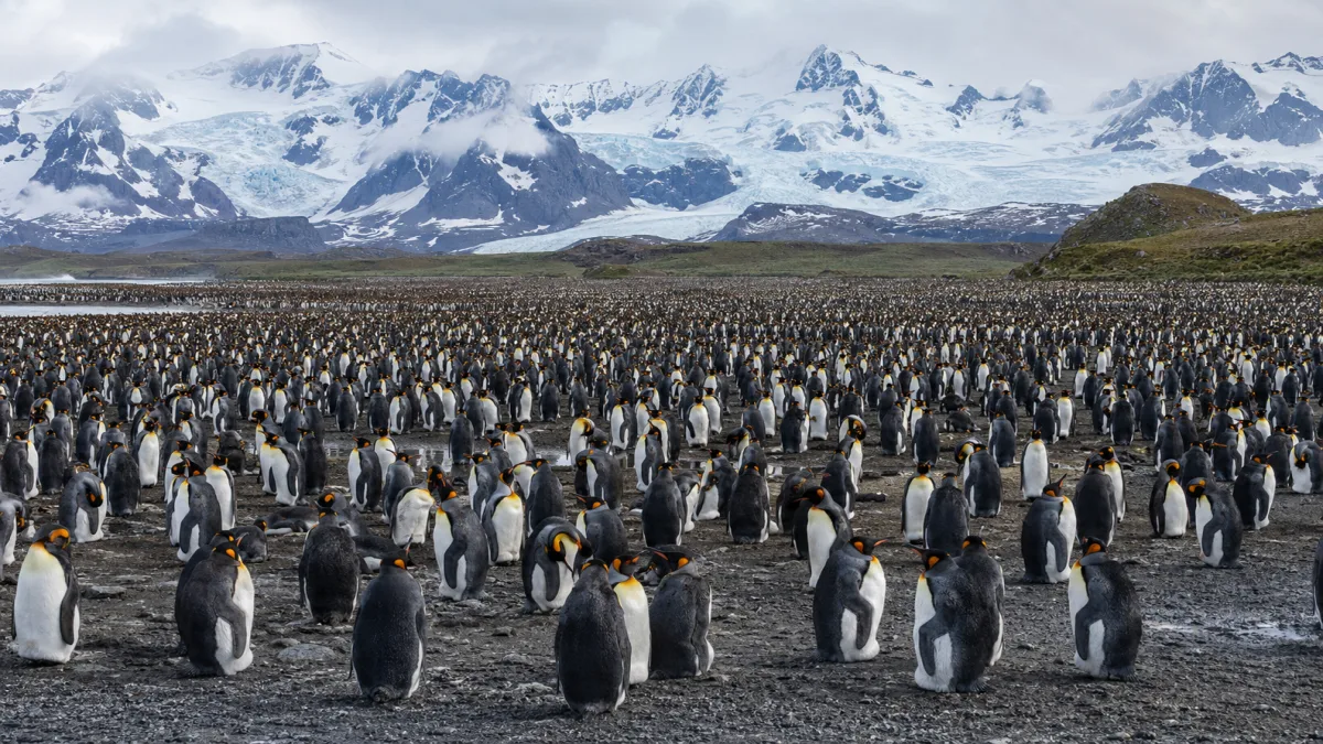 Fauna de la Antártida y Georgia del Sur: qué animales verás